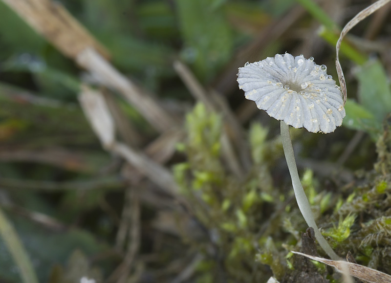 Coprinellus deminutus